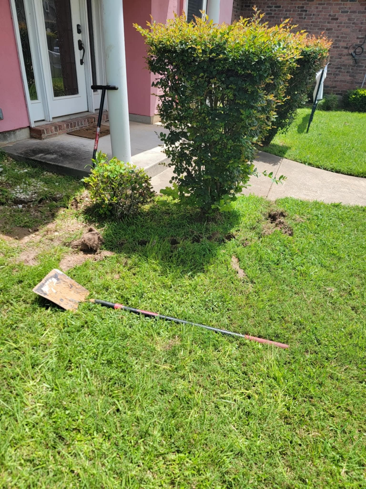 Before: shrub sitting in patchy, dug-up grass by a pink porch