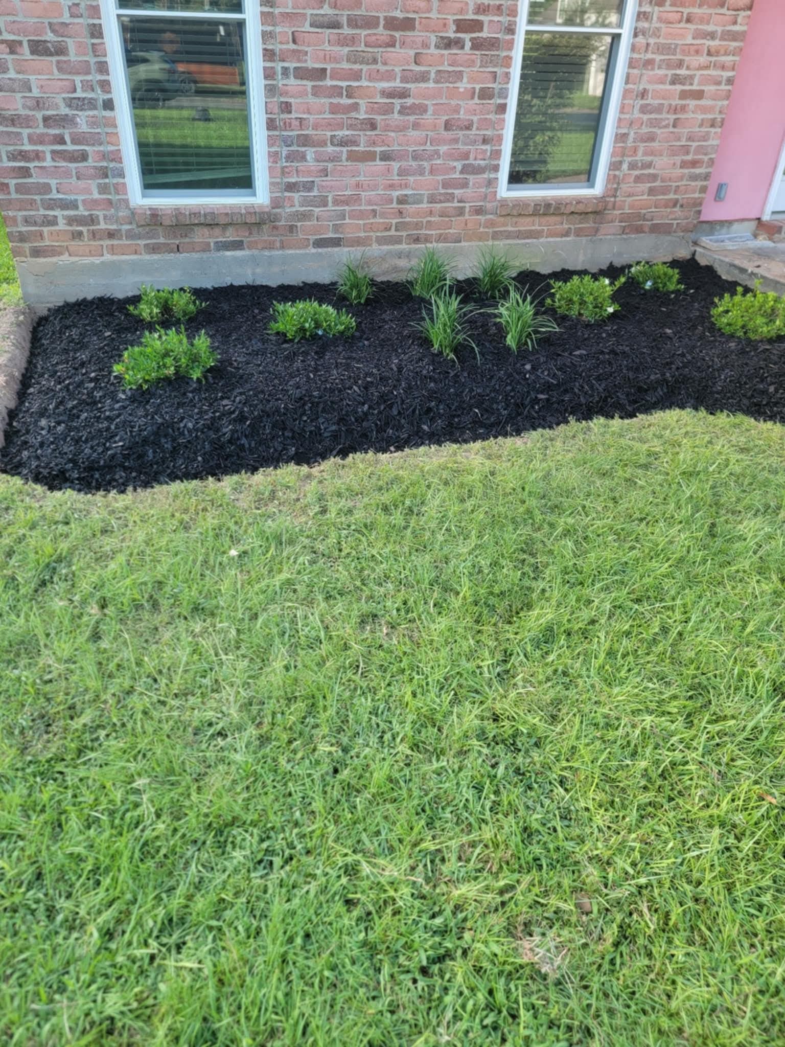 Mulch bed with new plants under two windows