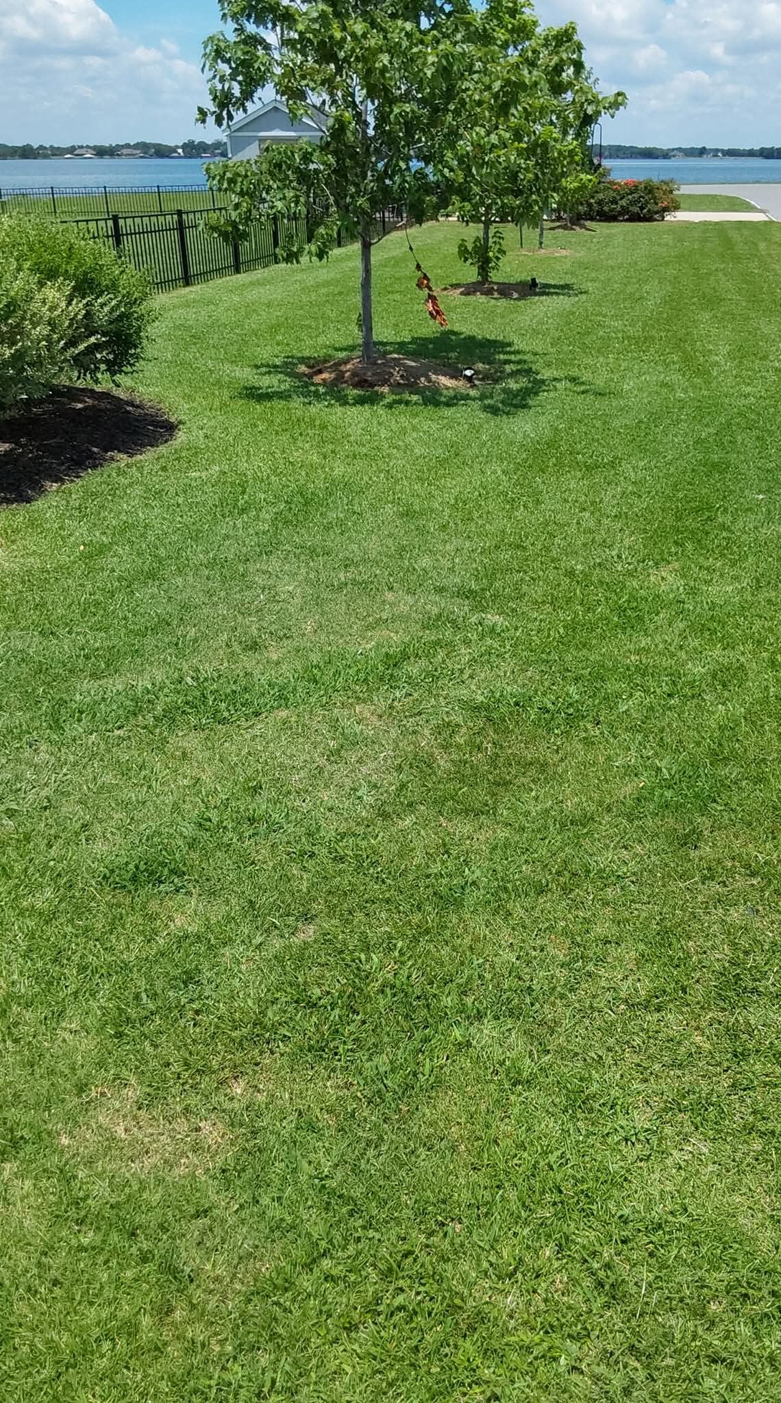Striped lakefront lawn with young trees in fresh rings